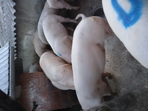 Porci crescuti in gospodarie proprie 