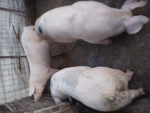 Porci crescuti in gospodarie proprie  - imagine 4