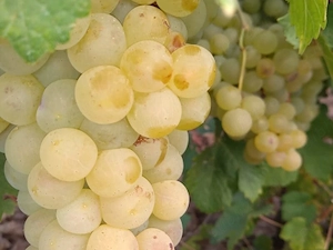 Vând struguri pentru vin. 