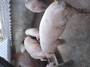 Porci crescuti in gospodarie proprie  - imagine 2