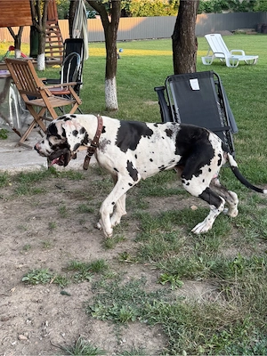 donez dog german arlechin 