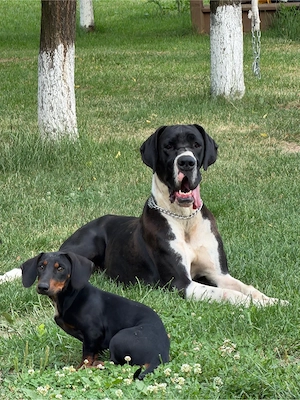dog german femela cu pedigree  - imagine 3