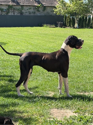 dog german femela cu pedigree  - imagine 4