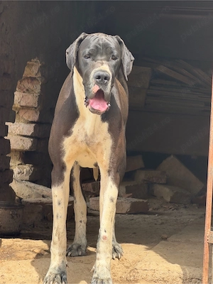 dog german femela cu pedigree  - imagine 2
