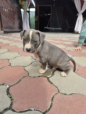 Catei Amstaff Blue rasa pura - imagine 2