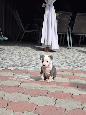 Catei Amstaff Blue rasa pura - imagine 4