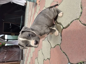 Catei Amstaff Blue rasa pura - imagine 5