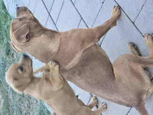 catei terrier