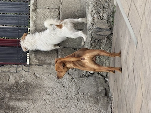 catei terrier - imagine 3