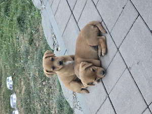 catei terrier - imagine 2