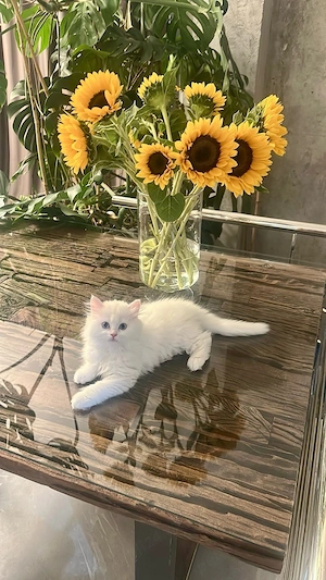 British Longhair   fetiță disponibilă - imagine 2