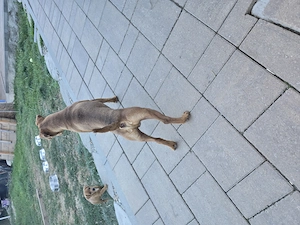 catei terrier - imagine 4