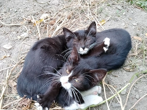 Pisicuti spre adoptie