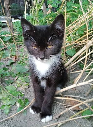 Pisicuti spre adoptie - imagine 3