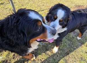 Ciobanesc de Berna, Bernese mountain dog, Bernadez - imagine 10