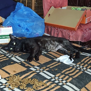 URGENT! Donez Motan Rămas Fără Stăpân În Căutare De O Persoană Serioasă Și Afectivă  - imagine 4