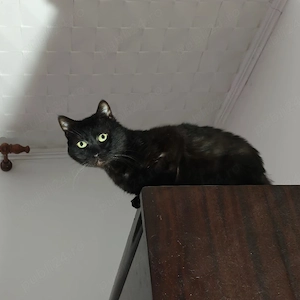 URGENT! Donez Motan Rămas Fără Stăpân În Căutare De O Persoană Serioasă Și Afectivă  - imagine 2