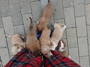 Donez cățeluși de talie mică cu vârsta de câteva săptămâni 