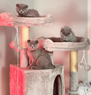 Pisica british shorthair