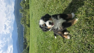 Ciobanesc de Berna, Bernese mountain dog, Bernadez - imagine 6