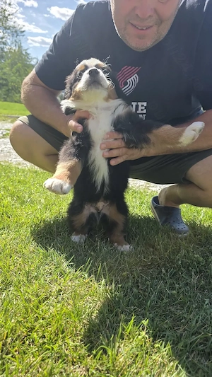 Ciobanesc de Berna, Bernese mountain dog, Bernadez - imagine 9