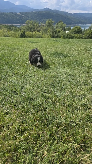 Ciobanesc de Berna, Bernese mountain dog, Bernadez - imagine 4