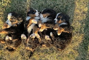 Ciobanesc de Berna, Bernese mountain dog, Bernadez - imagine 8