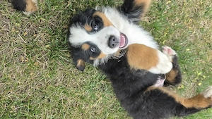 Ciobanesc de Berna, Bernese mountain dog, Bernadez - imagine 5
