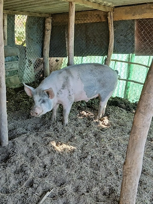 Animal.de companie crescut bio