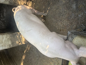 Vând porci de la 50 de kg 