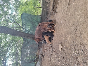 Pui câine cățel căței câini