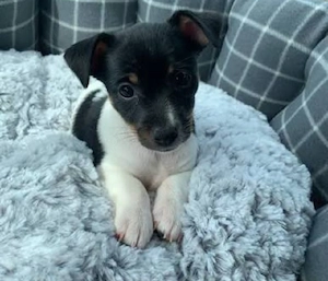 Jack Russell cu pedigree 