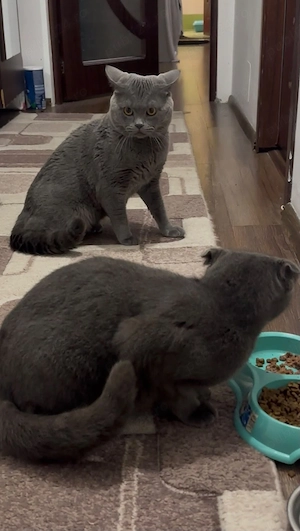 pisici scottish fold - imagine 2