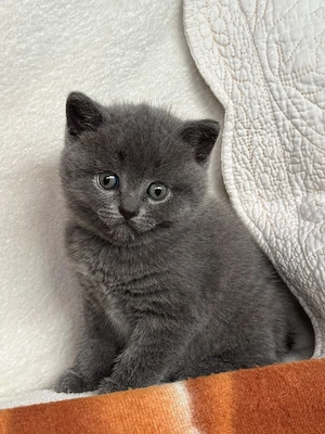 pisici scottish fold - imagine 3