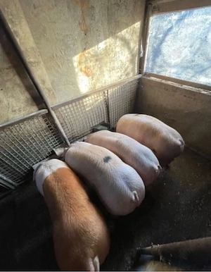 vand porci rasa de carne  - imagine 3