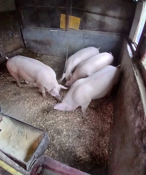 vand porci rasa de carne  - imagine 2