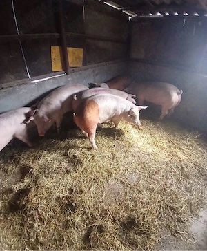 vand porci rasa de carne  - imagine 4