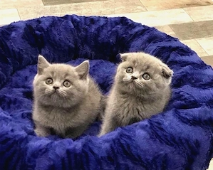  Pui de pisică British Shorthair   Scottish Fold   Disponibili pentru rezervare