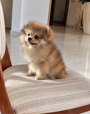 Pomeranian  fetita superba ! extra minni