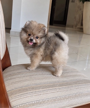 Pomeranian fetita minni boo