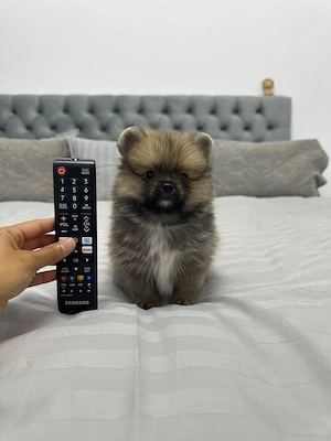 Pomeranian Mascul   Mic, Pufos și Irezistibil Talie Mica