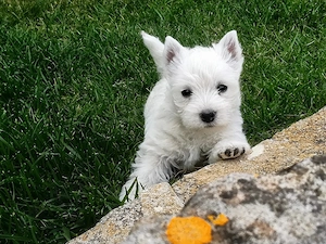 Pui WESTIE - Canisa Autorizata din Părinți EXPO 