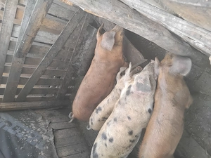 2porci 50kg