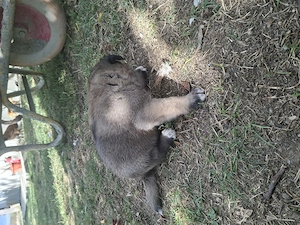 Ciobanesc kangal  - imagine 2