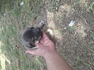 Ciobanesc kangal  - imagine 3
