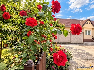 Poveste saseasca la umbra vitei de vie,cu crama,gradina flori,Central,Codlea - imagine 3