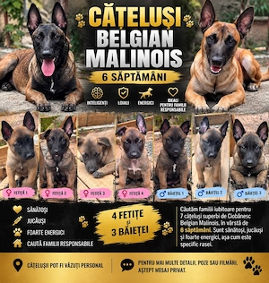 Ciobanesc Belgian Malinois