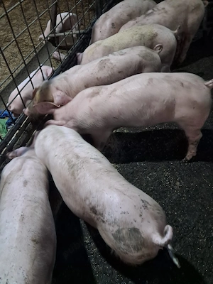 Purcei landrace de vanzare