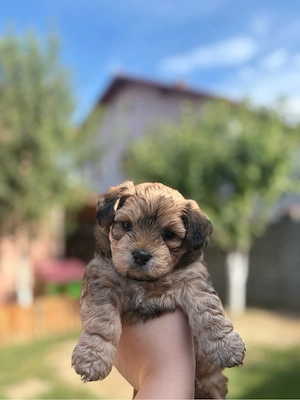 Pui Yorkshire Terrier de vânzare 