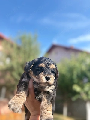 Pui Yorkshire Terrier de vânzare  - imagine 3